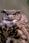 Owl.gif (101010 bytes)