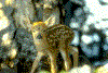 deer3.gif (120137 bytes)